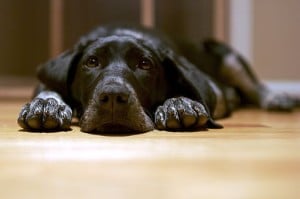 512px-Black_dog_lying_on_the_floor